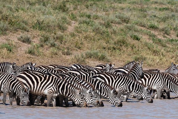 Pitamitz, Sergio 아티스트의 A herd of plains zebras-Hidden Valley lake-Ndutu-Ngorongoro Conservation Area-Serengeti-Tanzania작품입니다.